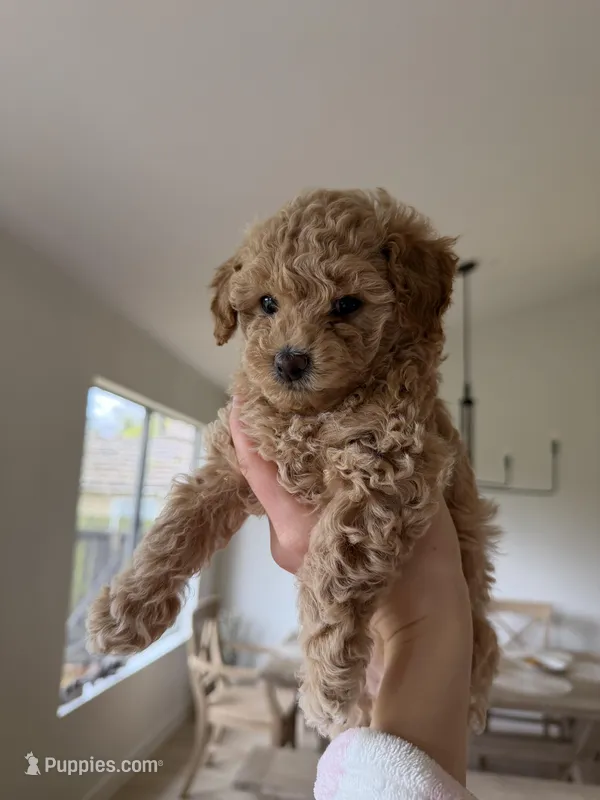 Luna, a female Poodle - Toy  for sale in Citrus Heights, CA – Photo 1 of 3