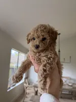 Luna, a female Poodle - Toy  for sale in Citrus Heights, CA – Photo 1 of 3