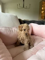 Luna, a female Poodle - Toy  for sale in Citrus Heights, CA – Photo 2 of 3