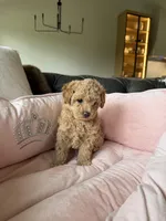 Luna, a female Poodle - Toy  for sale in Citrus Heights, CA – Photo 3 of 3