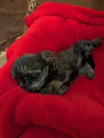 Baby Doll, a female Shih Tzu and Yorkshire Terrier for sale in Calhoun, GA – 8 of 8