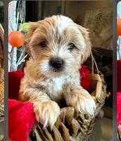 Sweetie , a female Morkie for sale in Calhoun, GA – Photo 3 of 4