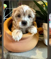 Sweetie , a female Morkie for sale in Calhoun, GA – Photo 2 of 4