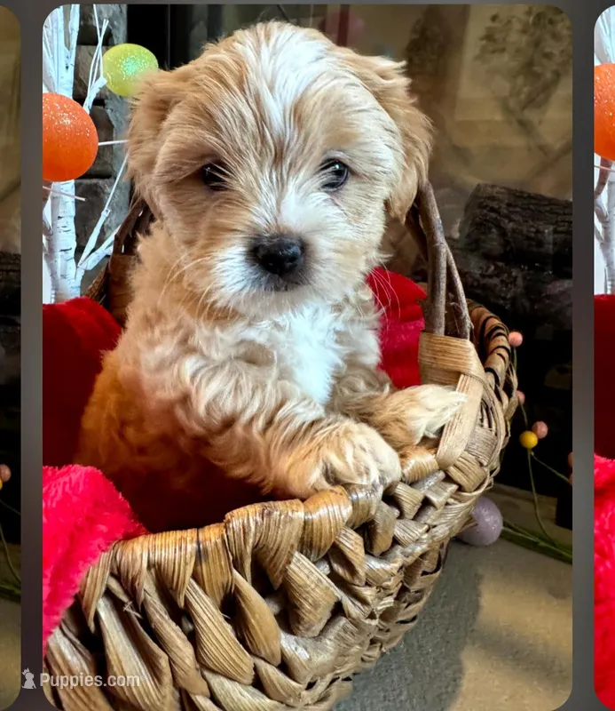 Sweetie  – Morkie puppy for sale in Calhoun, GA