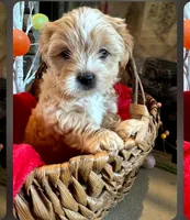 Sweetie , a female Morkie for sale in Calhoun, GA – Photo 1 of 4