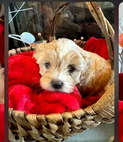 Sweetie , a female Morkie for sale in Calhoun, GA – Photo 4 of 4