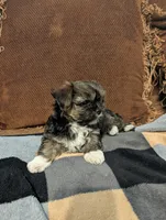 Tippy , a male Shih Tzu and Yorkshire Terrier for sale in Calhoun, GA – 4 of 6