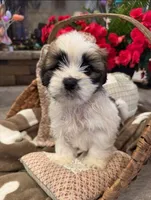Charlie, a male Shih Tzu and Morkie for sale in Calhoun, GA – Photo 4 of 4