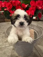 Charlie, a male Shih Tzu and Morkie for sale in Calhoun, GA – Photo 3 of 4