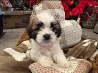 Charlie, a male Shih Tzu and Morkie for sale in Calhoun, GA – Photo 2 of 4