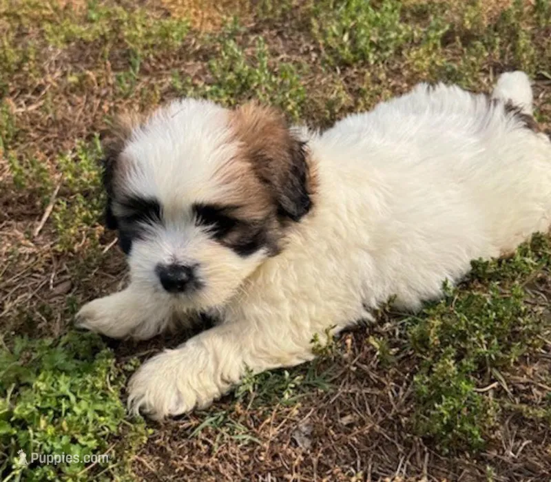 Charlie – Shih Tzu, Morkie puppy for sale in Calhoun, GA