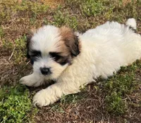 Charlie, a male Shih Tzu and Morkie for sale in Calhoun, GA – Photo 1 of 4