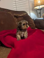 Blondie , a female Shih Tzu and Yorkshire Terrier for sale in Calhoun, GA – 2 of 8