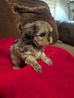 Blondie , a female Shih Tzu and Yorkshire Terrier for sale in Calhoun, GA – 7 of 8