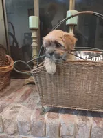 Spice, a female Shih Tzu and Morkie for sale in Calhoun, GA – Photo 5 of 9