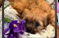Spice, a female Morkie for sale in Calhoun, GA – Photo 1 of 4