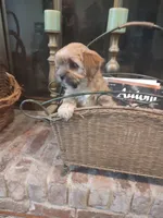 Spice, a female Shih Tzu and Morkie for sale in Calhoun, GA – Photo 2 of 9