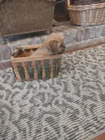 Spice, a female Shih Tzu and Morkie for sale in Calhoun, GA – Photo 4 of 9