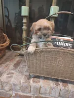 Spice, a female Shih Tzu and Morkie for sale in Calhoun, GA – Photo 6 of 9