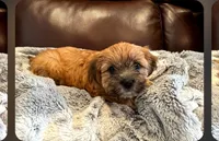 Spice, a female Morkie for sale in Calhoun, GA – Photo 2 of 4