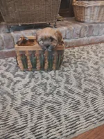 Spice, a female Shih Tzu and Morkie for sale in Calhoun, GA – Photo 8 of 9