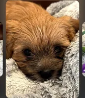 Spice, a female Morkie for sale in Calhoun, GA – Photo 4 of 4