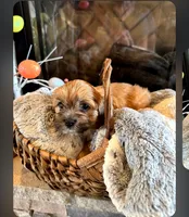 Spice, a female Morkie for sale in Calhoun, GA – Photo 3 of 4