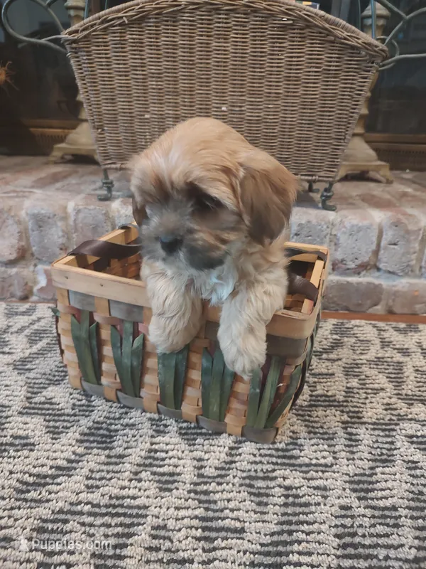 Spice – Shih Tzu, Morkie puppy for sale in Calhoun, GA