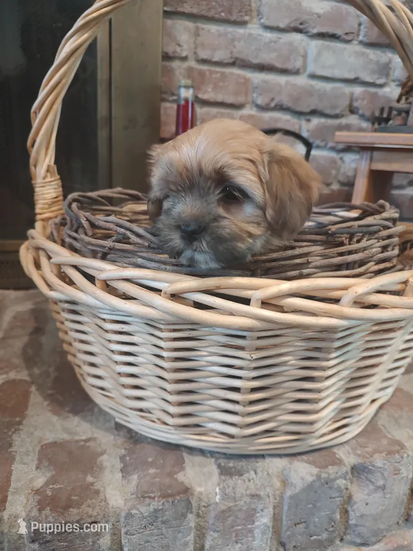 Spice – Morkie puppy for sale in Calhoun, GA