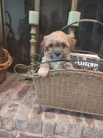 Spice, a female Shih Tzu and Morkie for sale in Calhoun, GA – Photo 7 of 9