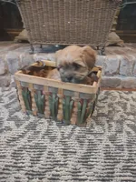 Spice, a female Shih Tzu and Morkie for sale in Calhoun, GA – Photo 9 of 9