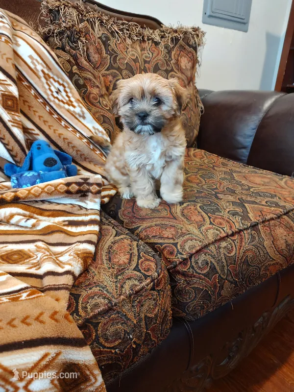 Spice – Shih Tzu, Morkie puppy for sale in Calhoun, GA
