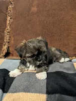 Tippy , a male Shih Tzu and Yorkshire Terrier for sale in Calhoun, GA – 3 of 6