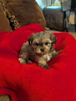 Blondie , a female Shih Tzu and Yorkshire Terrier for sale in Calhoun, GA – 3 of 8