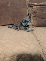 Baby Doll, a female Shih Tzu and Yorkshire Terrier for sale in Calhoun, GA – 7 of 8