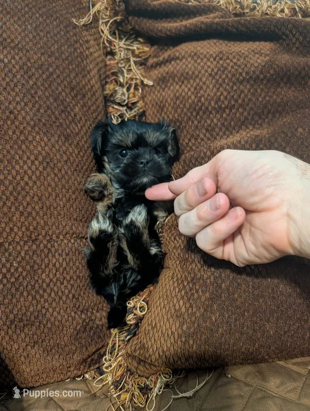 Leo – Shih Tzu, Yorkshire Terrier puppy for sale in Calhoun, GA