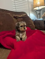 Blondie , a female Shih Tzu and Yorkshire Terrier for sale in Calhoun, GA – 5 of 8