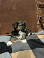 Tippy , a male Shih Tzu and Yorkshire Terrier for sale in Calhoun, GA – 1 of 6