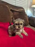 Blondie , a female Shih Tzu and Yorkshire Terrier for sale in Calhoun, GA – 8 of 8