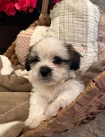 Charlie , a male Shih Tzu and Morkie for sale in Calhoun, GA – Photo 7 of 7
