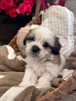 Charlie , a male Shih Tzu and Morkie for sale in Calhoun, GA – Photo 6 of 7