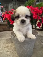 Charlie , a male Shih Tzu and Morkie for sale in Calhoun, GA – Photo 2 of 7