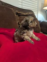 Blondie , a female Shih Tzu and Yorkshire Terrier for sale in Calhoun, GA – 6 of 8