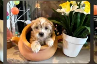 Sugar , a female Morkie for sale in Calhoun, GA – Photo 1 of 4