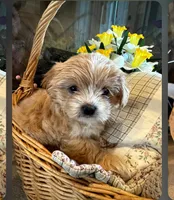 Sugar , a female Morkie for sale in Calhoun, GA – Photo 4 of 4