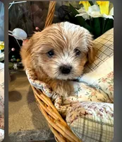 Sugar , a female Morkie for sale in Calhoun, GA – Photo 2 of 4