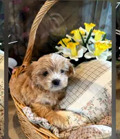 Sugar , a female Morkie for sale in Calhoun, GA – Photo 3 of 4