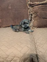 Baby Doll, a female Shih Tzu and Yorkshire Terrier for sale in Calhoun, GA – 4 of 8