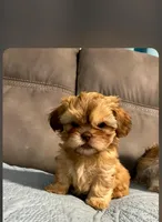 Sunny , a male Shih Tzu and Morkie for sale in Calhoun, GA – Photo 4 of 6