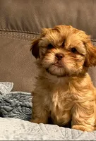 Sunny , a male Shih Tzu and Morkie for sale in Calhoun, GA – Photo 6 of 6